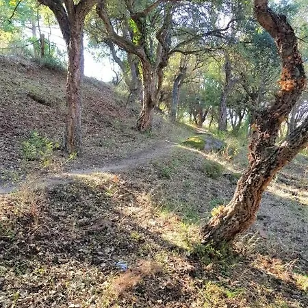 Camélia Plein Soleil Bord De Coti-Chiavari (Corsica)