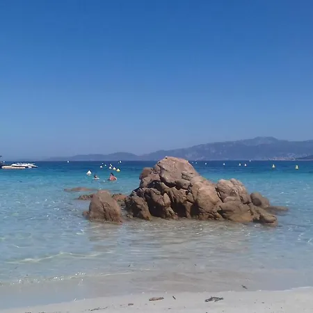 Camélia Plein Soleil Bord De * Coti-Chiavari (Corsica)