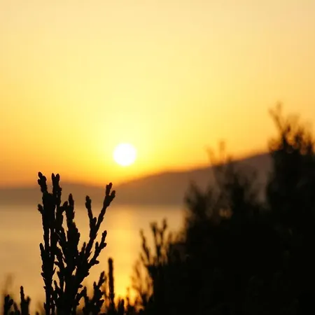 Camélia Plein Soleil Bord De Coti-Chiavari (Corsica)