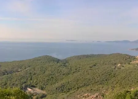 Camélia Plein Soleil Bord De Coti-Chiavari (Corsica)