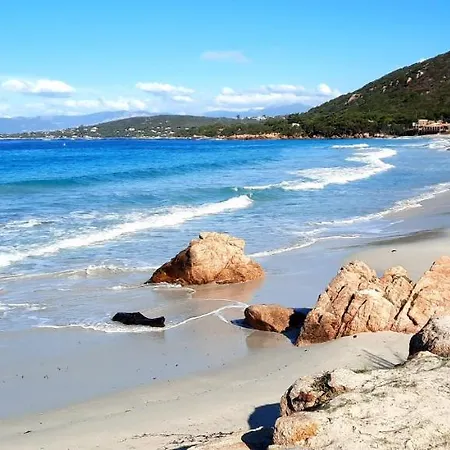 Camélia Plein Soleil Bord De Coti-Chiavari (Corsica)