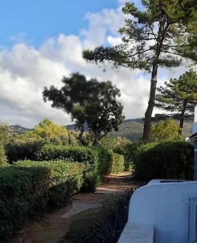 Camelia Plein Soleil Bord De *