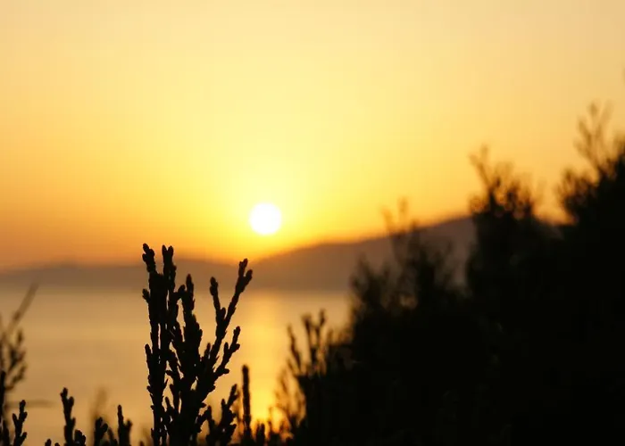 Camelia Plein Soleil Bord De 科蒂基亚瓦里