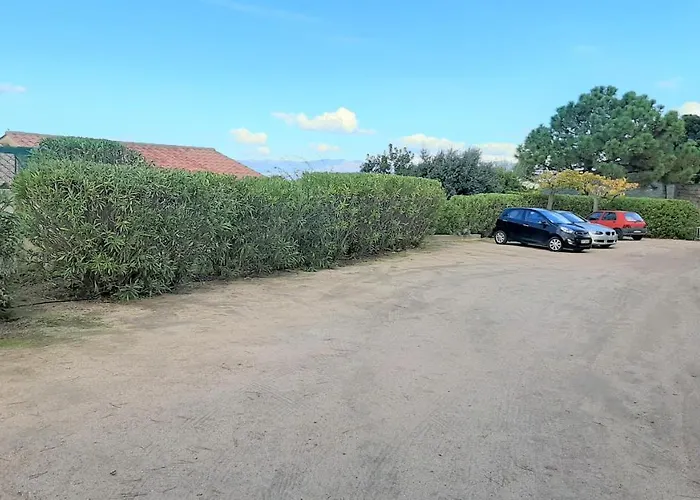 Camelia Plein Soleil Bord De *