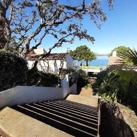 Camelia Plein Soleil Bord De Coti-Chiavari (Corsica)