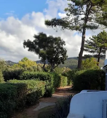 Camelia Plein Soleil Bord De *