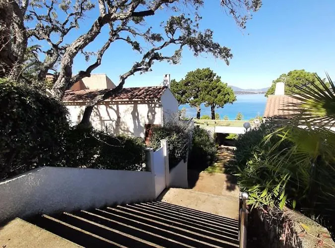 Camélia Plein Soleil Bord De Coti-Chiavari (Corsica)