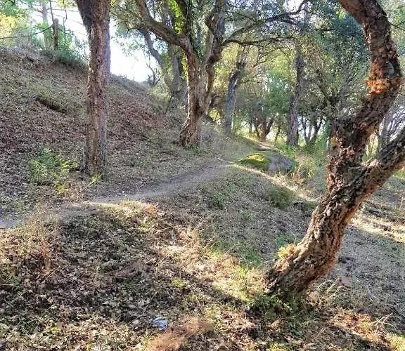 Camélia Plein Soleil Bord De Coti-Chiavari (Corsica)