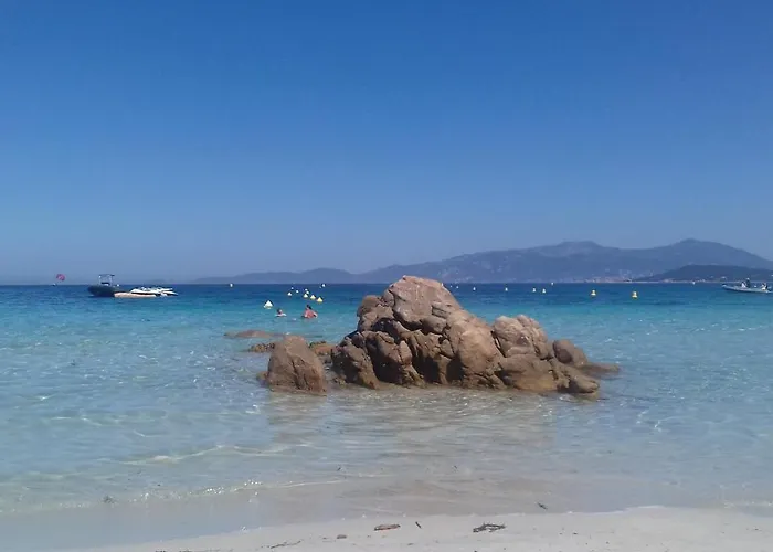 Camélia Plein Soleil Bord De * Coti-Chiavari (Corsica)