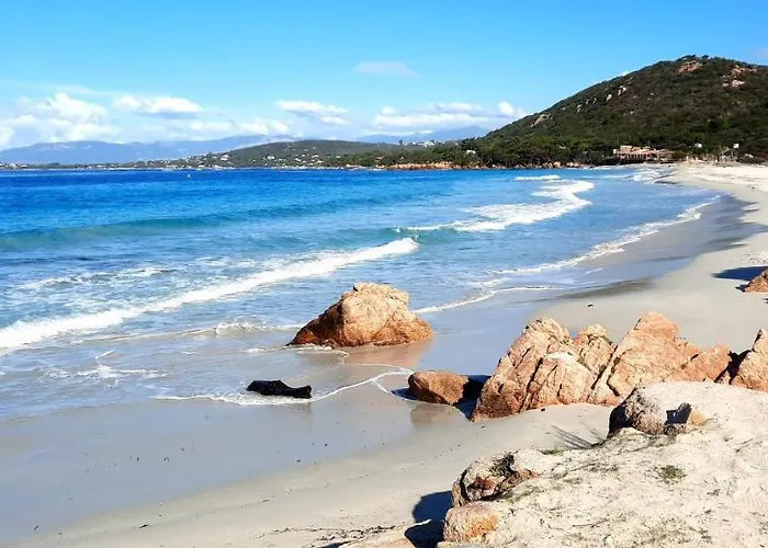 Camélia Plein Soleil Bord De Coti-Chiavari (Corsica)